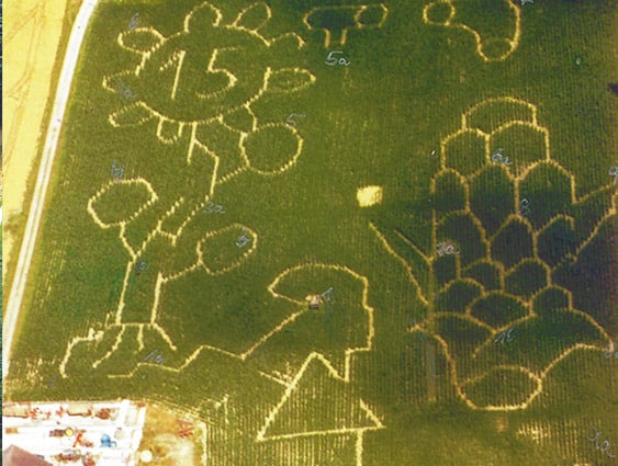 Maislabyrinth 2005 - Sonnenblume und Maiskolben